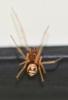 Steatoda triangulosa
